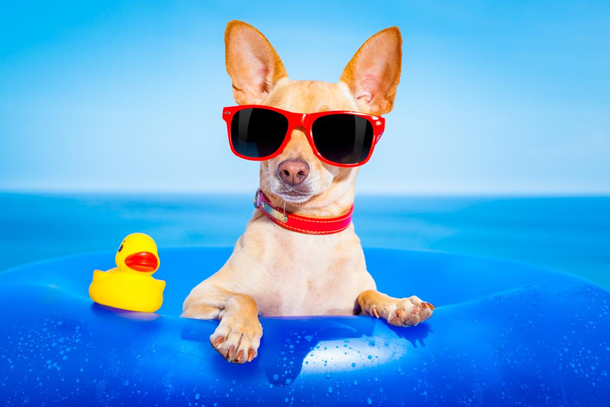 feriados nacionais: cachorro curtindo a viagem